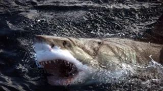 Žralok modrý - živá legenda