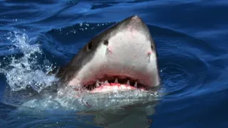 Žralok modrý - živá legenda