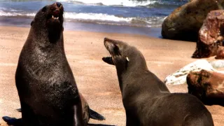 Žralok modrý - živá legenda