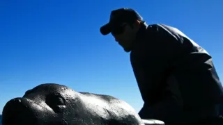 Žralok modrý - živá legenda