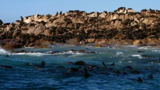 Žralok modrý - živá legenda