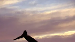 Žralok modrý - živá legenda