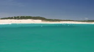 Žralok modrý - živá legenda