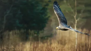 V divočině tam to žije