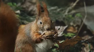 V divočině tam to žije