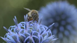 Chybějící článek aneb Když zmizí jeden zvířecí druh