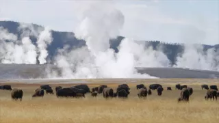 Chybějící článek aneb Když zmizí jeden zvířecí druh