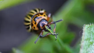 Chybějící článek aneb Když zmizí jeden zvířecí druh