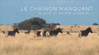 Chybějící článek aneb Když zmizí jeden zvířecí druh