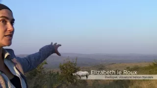 Chybějící článek aneb Když zmizí jeden zvířecí druh