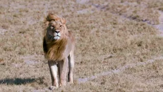Chybějící článek aneb Když zmizí jeden zvířecí druh