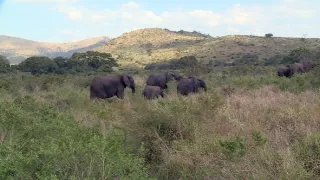 Chybějící článek aneb Když zmizí jeden zvířecí druh