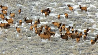 Chybějící článek aneb Když zmizí jeden zvířecí druh