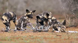 Chybějící článek aneb Když zmizí jeden zvířecí druh