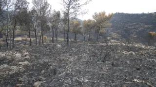 Síla ohně aneb Naše Země hoří