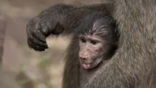 Zvířata a jejich komunikace (1)