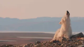Království vlka arktického (1)