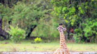 Napájadlo - africká zvieracia oáza (3/3)