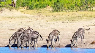 Napájadlo - africká zvieracia oáza (3/3)