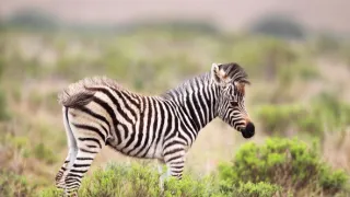 Napájadlo - africká zvieracia oáza (3/3)