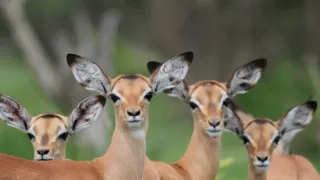 Napájadlo - africká zvieracia oáza (3/3)