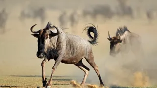 Napájadlo - africká zvieracia oáza (3/3)