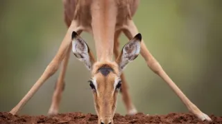 Napájadlo - africká zvieracia oáza (3/3)