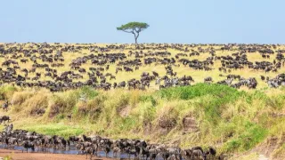 Napájadlo - africká zvieracia oáza (3/3)