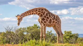 Napájadlo - africká zvieracia oáza (3/3)