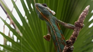 Lovci vo zvieracej ríši