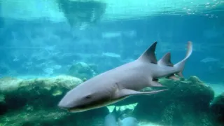 Na cestě po Kajmanských ostrovech