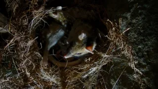 Domov kunovce tečkovaného