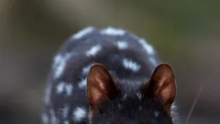 Domov kunovce tečkovaného