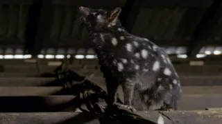 Domov kunovce tečkovaného