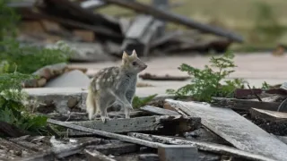 Domov kunovce tečkovaného
