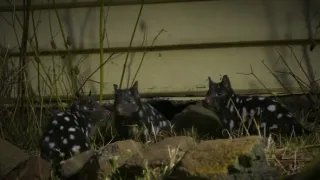 Domov kunovce tečkovaného