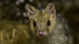 Domov kunovce tečkovaného