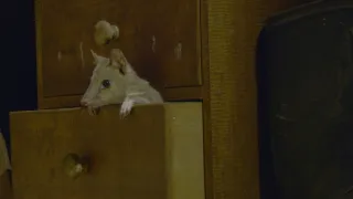 Domov kunovce tečkovaného