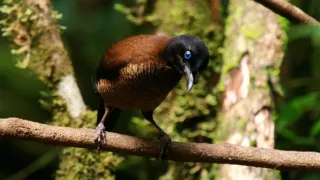 Kráľovstvo divočiny: Papua-Nová Guinea