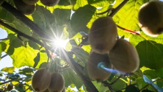 Na cestě po novozélandském Tasmanu