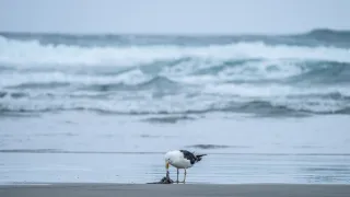 Na cestě po novozélandském Tasmanu