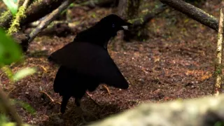 Kráľovstvo divočiny: Papua-Nová Guinea