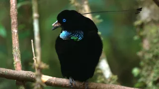 Kráľovstvo divočiny: Papua-Nová Guinea