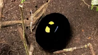 Kráľovstvo divočiny: Papua-Nová Guinea