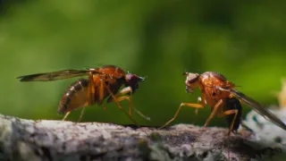Zázračná planeta: Tropické ostrovy (3/3)