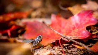 Zázračná planeta: Velká putování malých živočichů (1/3)