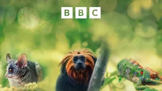 Zázračná planeta: Velká putování malých živočichů (1/3)