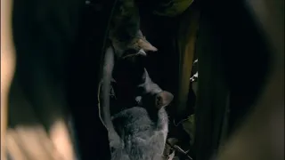 Zázračná planeta: Velká putování malých živočichů (1/3)