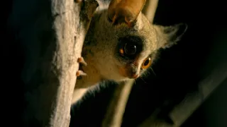 Zázračná planeta: Velká putování malých živočichů (1/3)