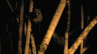 Zázračná planeta: Velká putování malých živočichů (1/3)